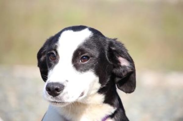 Kaito sucht ihr neues zu Hause ....