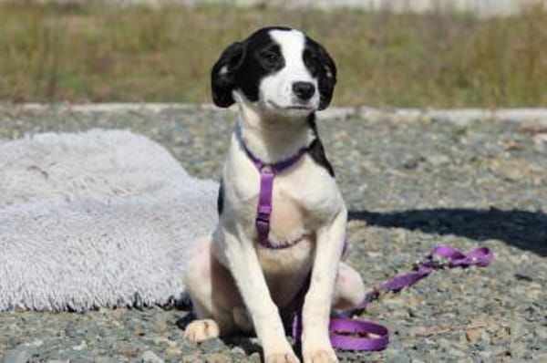 Kaito sucht ihr neues zu Hause ....