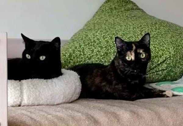 Hiba & Dalila suchen mit Freigang