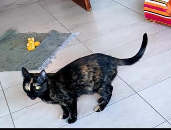 Hiba & Dalila suchen mit Freigang