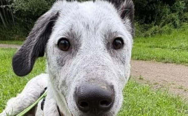 Heller Stern Serafina