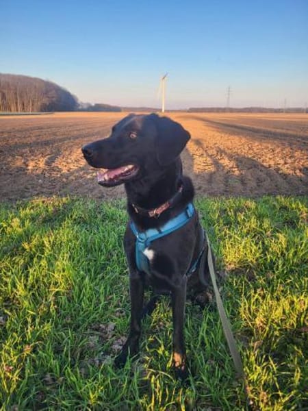 Harley sucht ein zu Hause