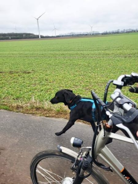 Harley sucht ein zu Hause