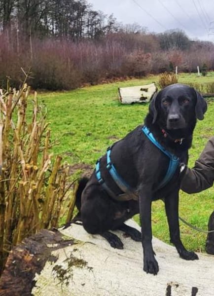 Harley sucht ein zu Hause