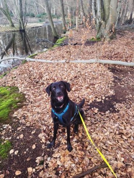 Harley sucht ein zu Hause