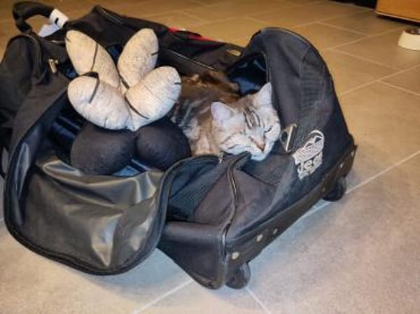 - BKH Mix - freiheitsliebend