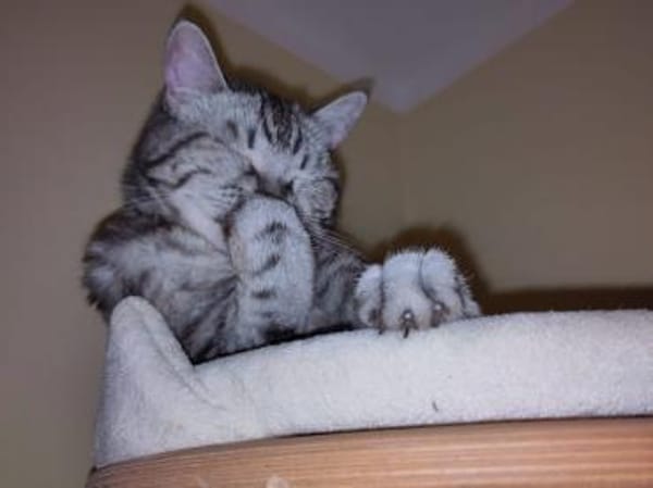 - BKH Mix - freiheitsliebend