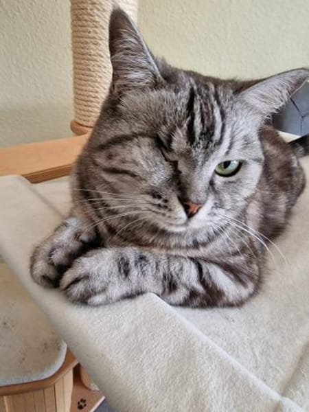 - BKH Mix - freiheitsliebend