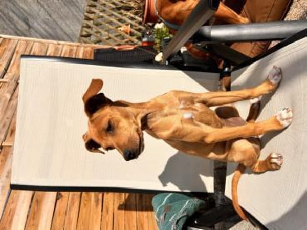 MAJA 💝 zauberhaftes Welpenmädchen