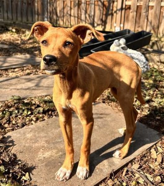 MAJA 💝 zauberhaftes Welpenmädchen