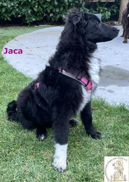 Jaca  unsere Herzensbrecherin♥