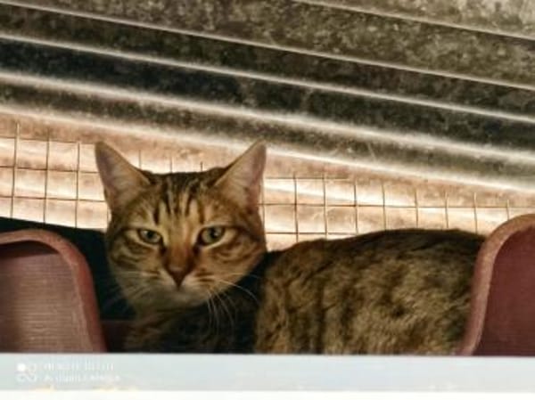 Juliette - sucht ihr liebevolles Zuhause