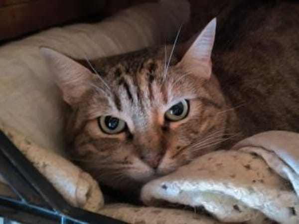 Juliette - sucht ihr liebevolles Zuhause