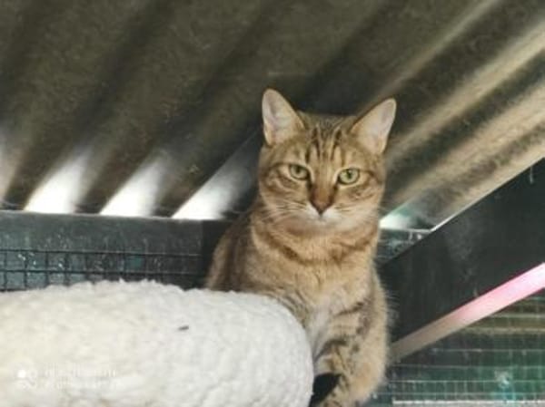 Juliette - sucht ihr liebevolles Zuhause