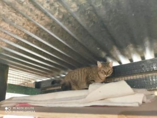 Juliette - sucht ihr liebevolles Zuhause