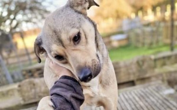 Starkes Frauchen für Milo gesucht