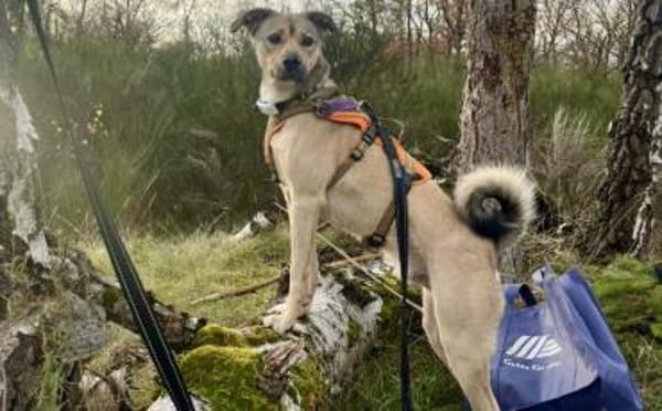 Starkes Frauchen für Milo gesucht