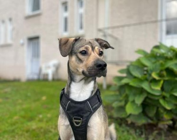 Starkes Frauchen für Milo gesucht