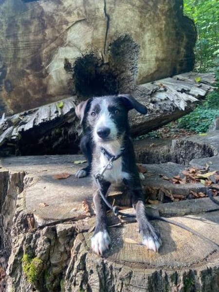 FYNN braucht ein liebevolles Daheim