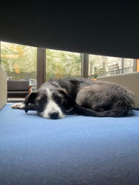 FYNN braucht ein liebevolles Daheim