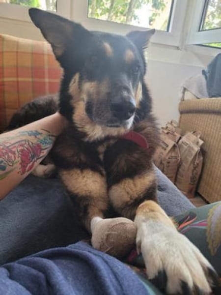 JESSY - zurück im Leben