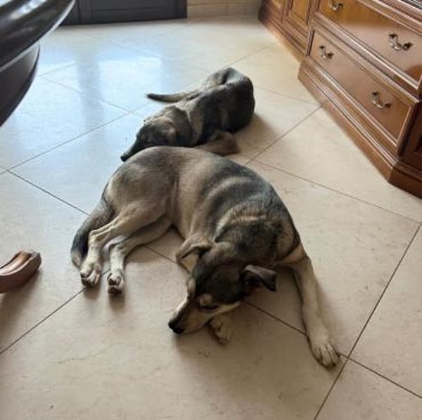 ARLO - braucht Sicherheit