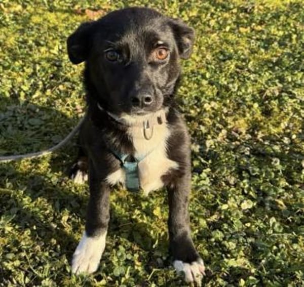 Minikleine süße Jamila sucht ihr Zuhause