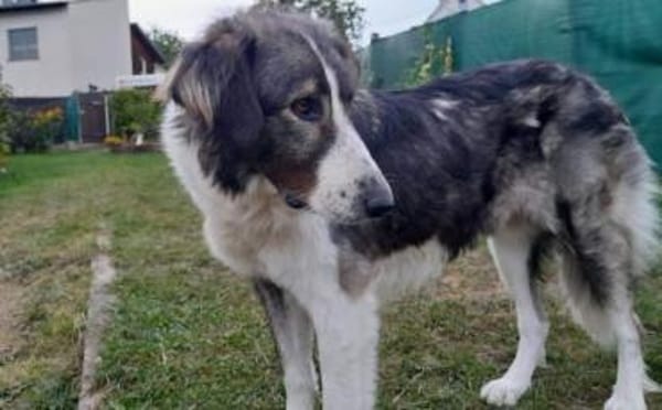 Verspielte Nala sucht ihr Glück