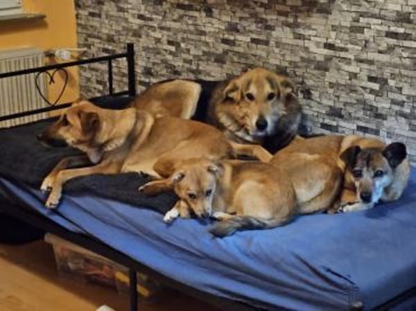 Anton, schüchterner Hund sucht Familie