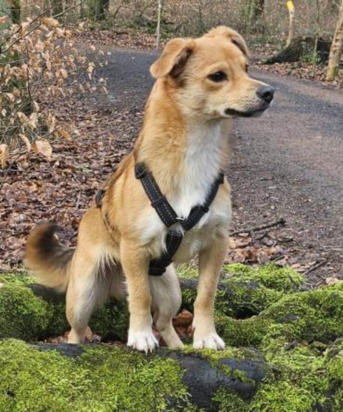 Anton, schüchterner Hund sucht Familie