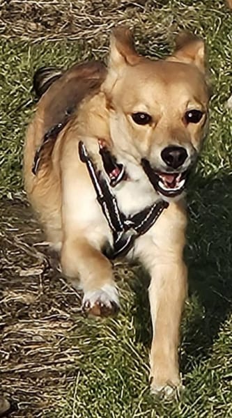 Anton, schüchterner Hund sucht Familie