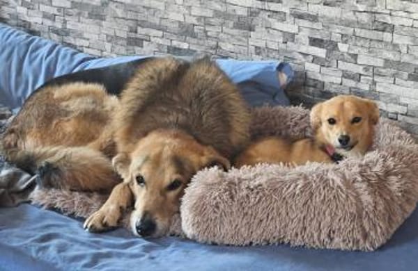 Anton, schüchterner Hund sucht Familie