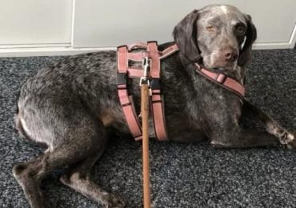 Mimi - sucht ein neues Zuhause