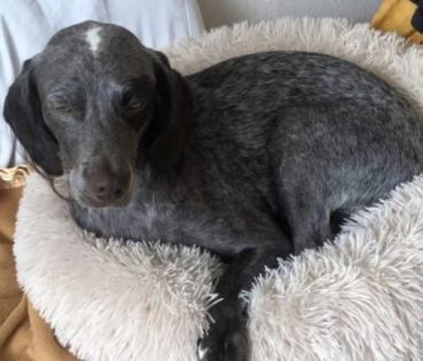 Mimi - sucht ein neues Zuhause