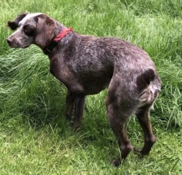 Mimi - sucht ein neues Zuhause