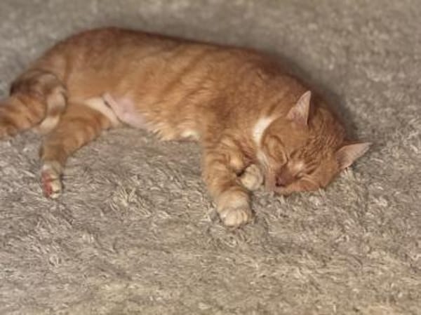 Winnie, kleine liebenswerte Heldin sucht