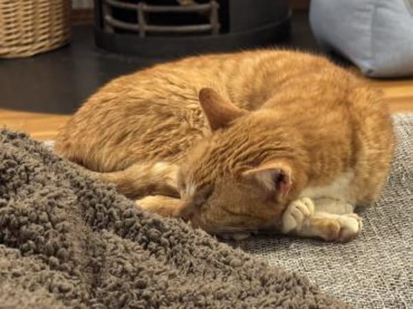 Winnie, kleine liebenswerte Heldin sucht