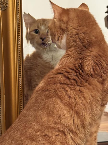 Winnie, kleine liebenswerte Heldin sucht