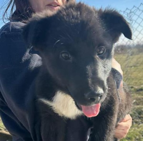 Wolle hübscher Hundebub sucht sein Glück