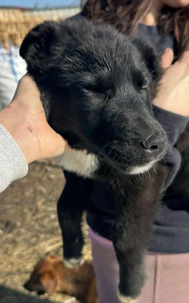 Wolle hübscher Hundebub sucht sein Glück