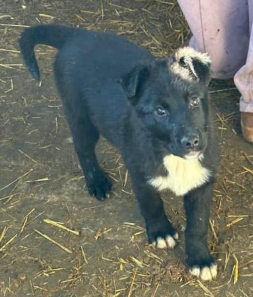 Wolle hübscher Hundebub sucht sein Glück
