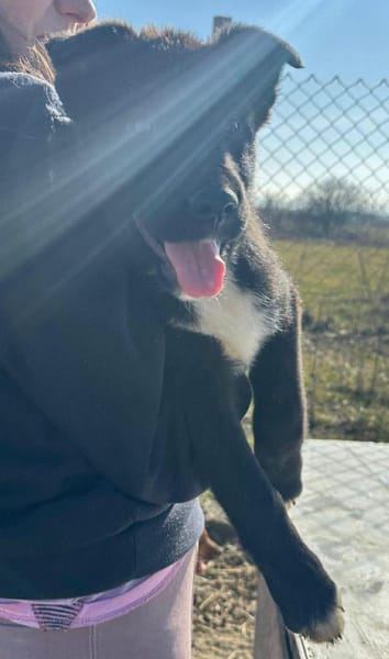 Wolle hübscher Hundebub sucht sein Glück