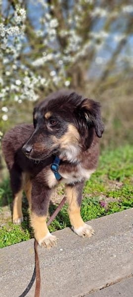 Selena - fröhliches Hundekind (I)