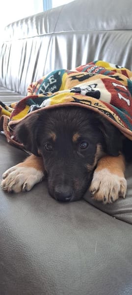 Selena - fröhliches Hundekind (I)