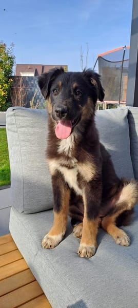 Selena - fröhliches Hundekind (I)