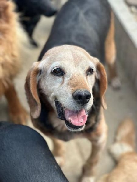 Rudi, freundlicher Senior, ca. 9 Jahre,