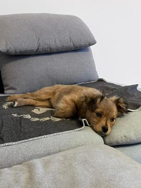 Holly, zartes Welpenmädel, ca. 4 Monate