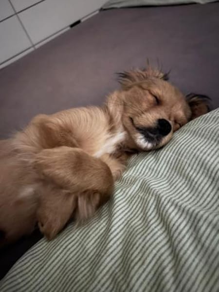 Holly, zartes Welpenmädel, ca. 4 Monate