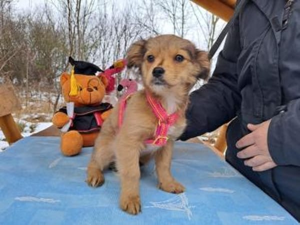 Holly, zartes Welpenmädel, ca. 4 Monate