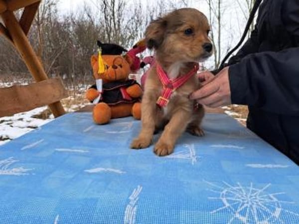 Holly, zartes Welpenmädel, ca. 4 Monate